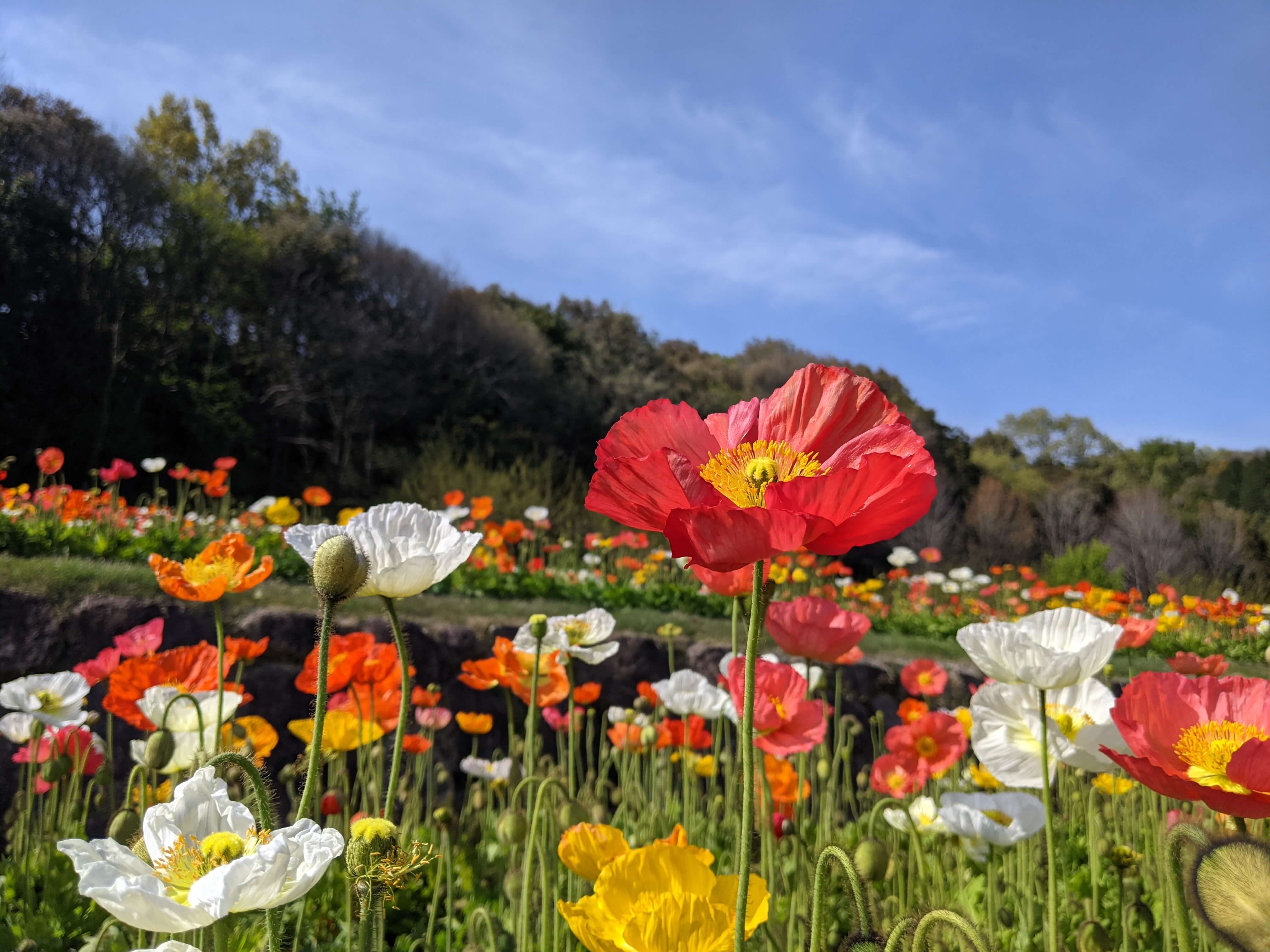 お花