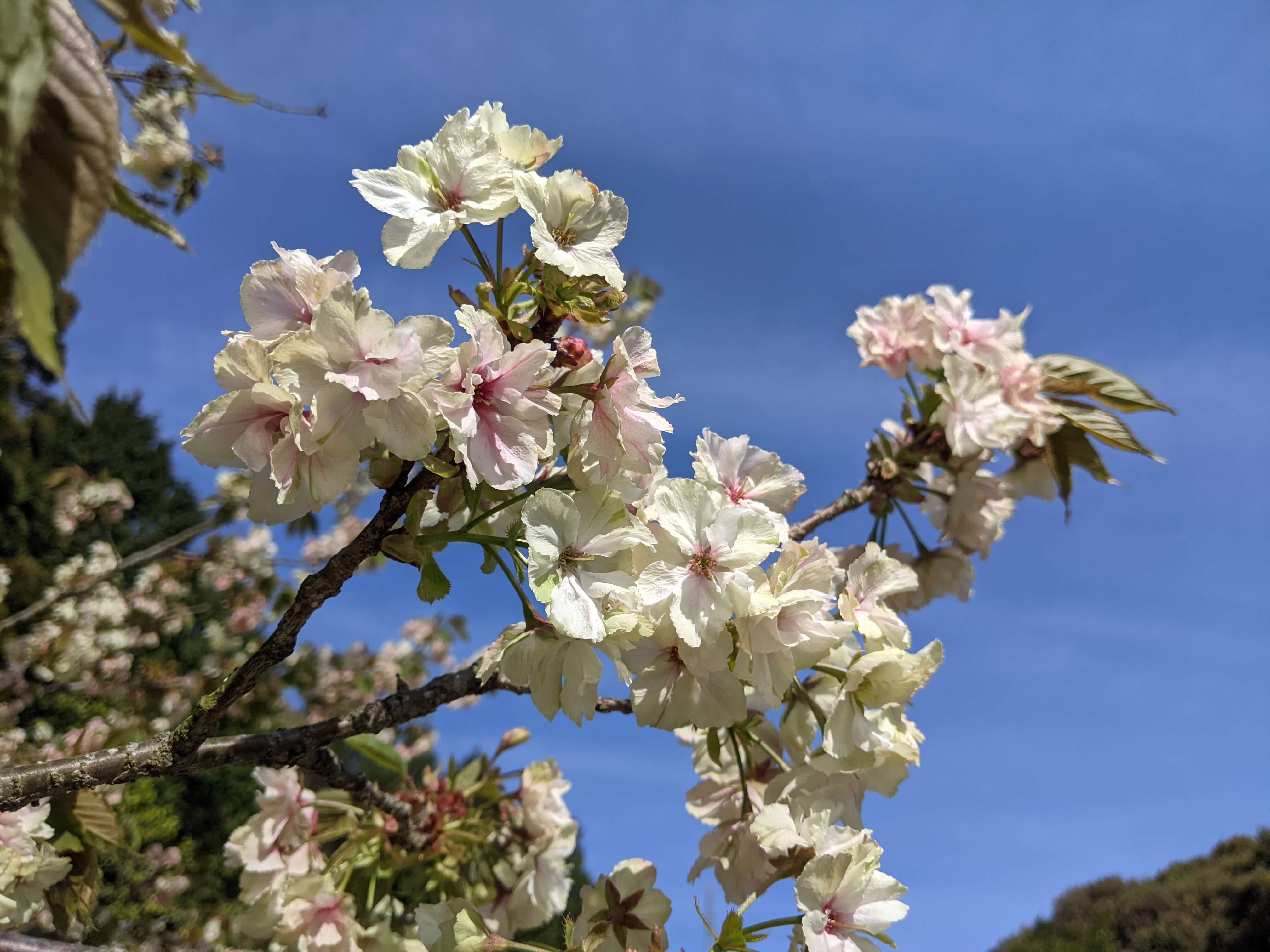 お花